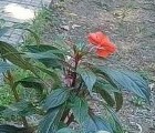 Всяко цвете носи послание за грижа и принадлежност